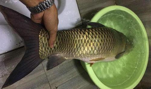 重庆大鲤鱼爆料最新消息,揭秘神秘事件背后真相 第3张 重庆大鲤鱼爆料最新消息,揭秘神秘事件背后真相 第3张